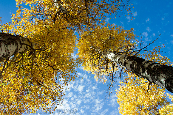 Aspen Color