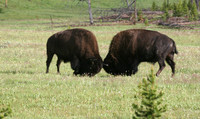 Bison