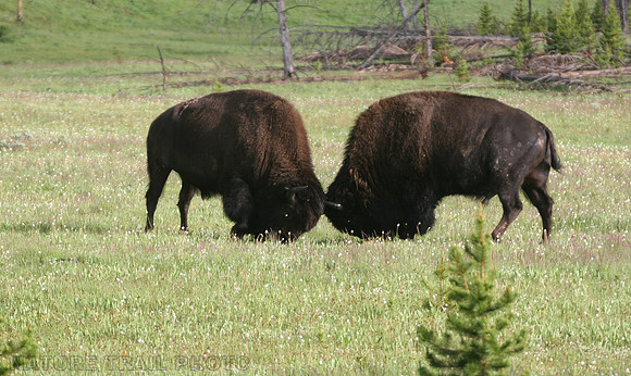 Bison