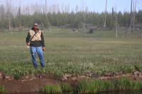 Nice Bison in the Background