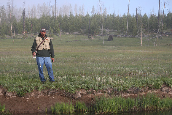 Nice Bison in the Background