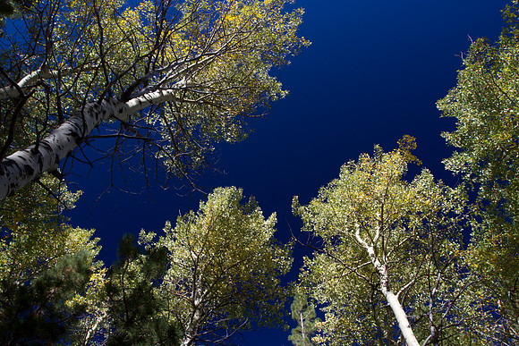Aspen Canopy View