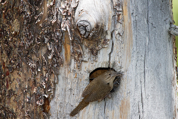Wren