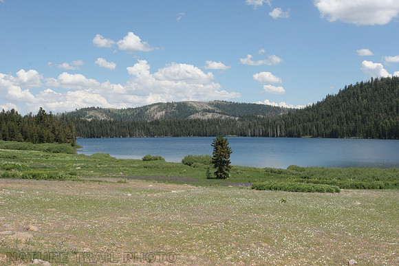 Meadow Lake