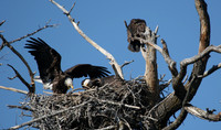 Four Bald Eagles