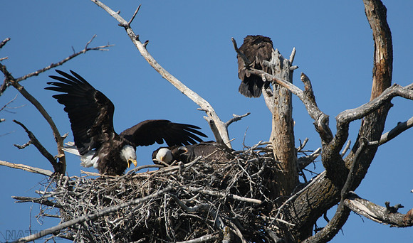 Four Bald Eagles