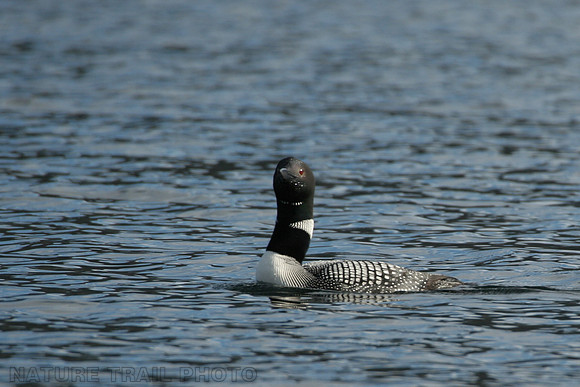 Tesla Loon