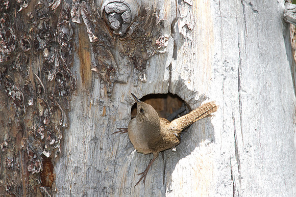 Wren