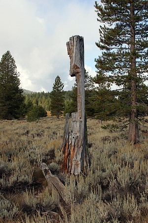 Hay Press Tree