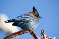 Steller's Jay