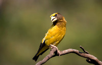 Evening Grosbeak