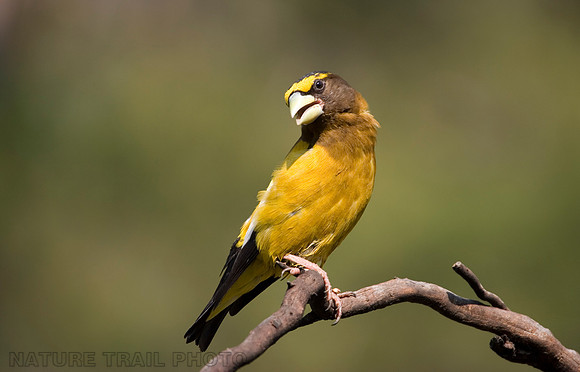 Evening Grosbeak