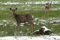 Mule Deer with Nose Wiper