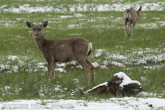 Mule Deer with Nose Wiper