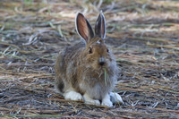Perazzo Snowshoe Hare