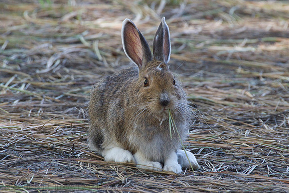 Perazzo Snowshoe Hare