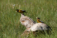 Evening Grosbeak