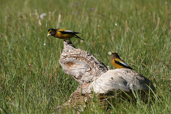 Evening Grosbeak
