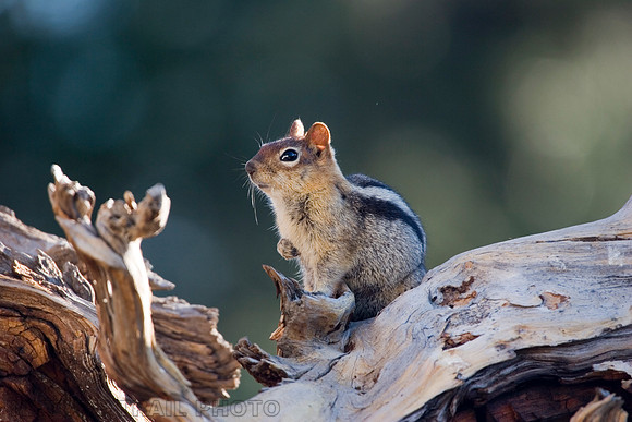 Chipmunk