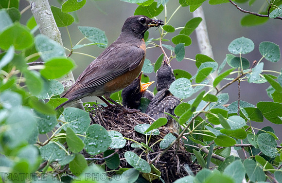 Robin Feeding Young