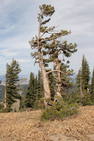Mount Lola Lodge Pole