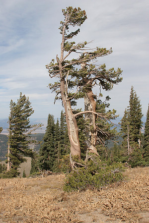 Mount Lola Lodge Pole