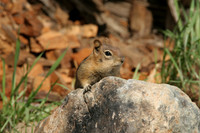 Golden Mantel Squirrel