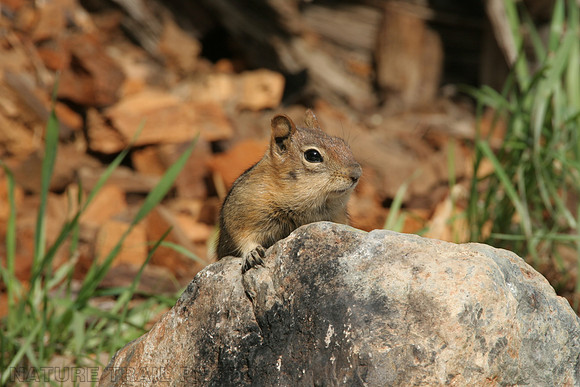 Golden Mantel Squirrel