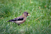 Evening Grosbeak