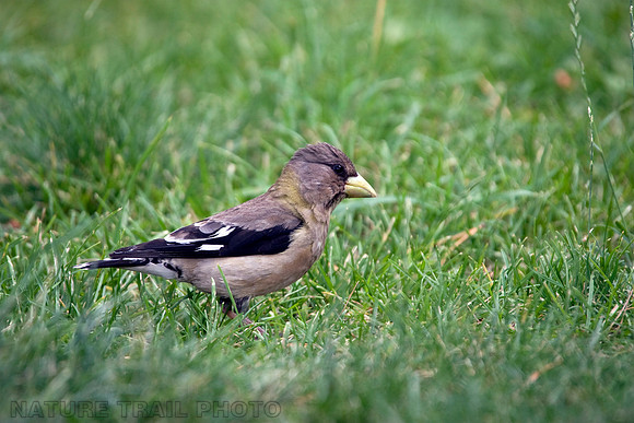 Evening Grosbeak
