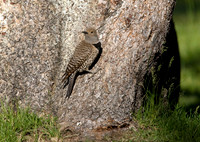 Northern Flicker