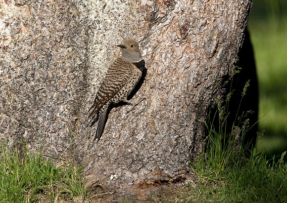 Northern Flicker