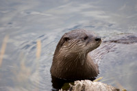 River Otter