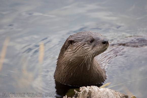 River Otter