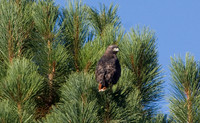 Red-Tailed Hawk