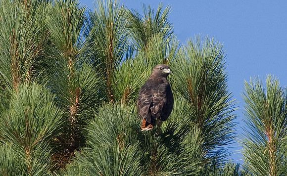 Red-Tailed Hawk