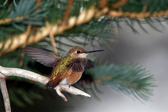 Rufous Hummingbird