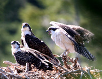 Osprey Triplets