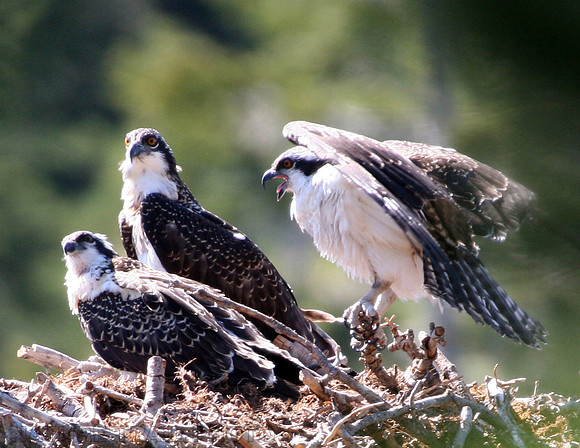 Osprey Triplets