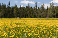 Water-Plantain Buttercups