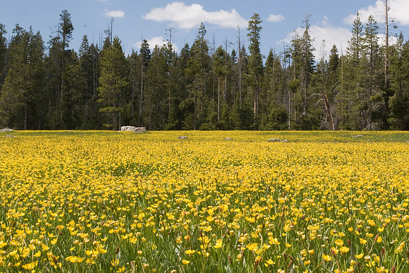 Water-Plantain Buttercups