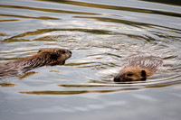 Beavers