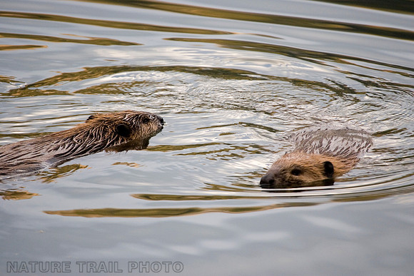 Beavers