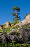 Mount Lola Lodge Pole