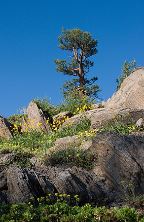 Mount Lola Lodge Pole