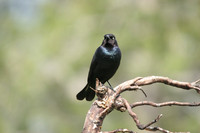 Brewer's Blackbird