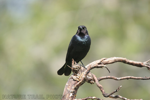 Brewer's Blackbird