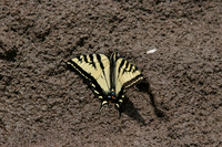 Western Tiger Swallowtail
