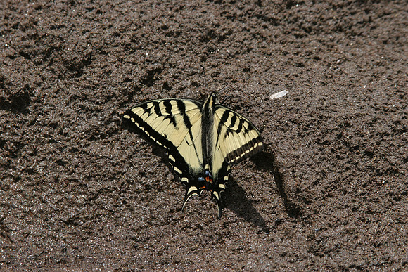Western Tiger Swallowtail
