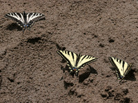 Western Tiger Swallowtails